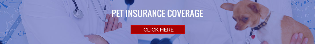 Save on Pet Insurance